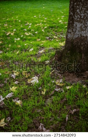 Vertical shot of a thick tree trunk in a park setting, surrounded by bright green grass and scattered autumn leaves, with a blurred background of buildings and a walkway.