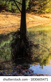 A Vertical Shot Of A Thin Tree Grown In A Water