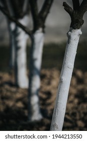 A vertical shot of thin tree trunks on a gloomy day outdoors