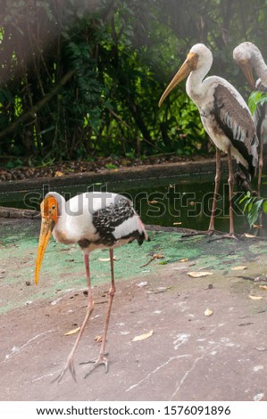 Similar – Image, Stock Photo Three storks in a nest