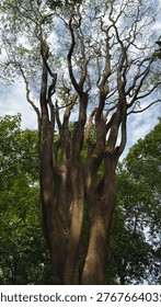 Vertical shot of a towering tree, showcasing its impressive multi-trunk formation and intricate branch network against a beautiful cloudy sky, surrounded by lush green foliage.