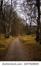 A vertical shot of a trail through a dark autumn forest