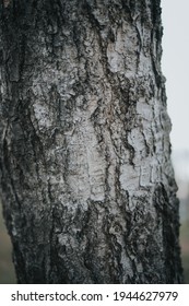 A vertical shot of a tree bark