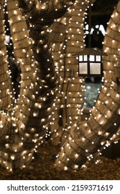 A vertical shot of a tree covered with lights and one large lantern 