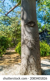 Vertical Shot Of A Tree With Eye And Thorns Inside The Botanical Garden Of Oaxaca, Mexico