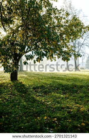 A vertical shot of a tree in a field