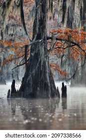 A Vertical Shot Of A Tree With Orange Foliage In Great Cypress Swamps, USA