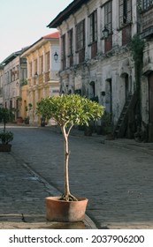 A Vertical Shot Of A Tree In A Plant Pot Lit By Sunlight On A Road In Vigan