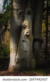 A vertical shot of tree trunks with sunlight in a forest