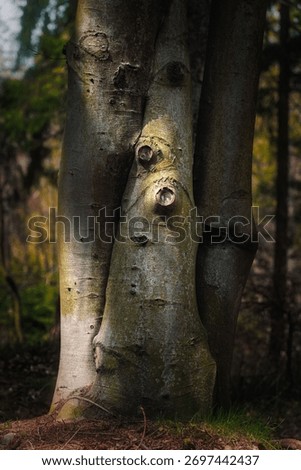 A vertical shot of tree trunks with sunlight in a forest