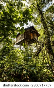 A vertical shot of a Treehouse surrounded by trees in the forest