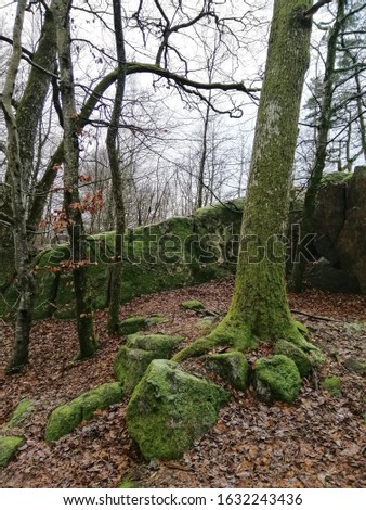 A vertical shot of trees in the middle of the forest in Larvik, Norway
