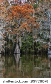 A Vertical Shot Of Trees Reflected In The Water In Great Cypress Swamps, USA