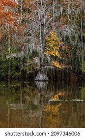 A Vertical Shot Of Trees Reflected In The Water In Great Cypress Swamps, USA