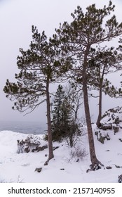 A Vertical Shot Of Trees In Winter In Upper Peninsula, Michigan, USA, Lake Superior, Great Lakes