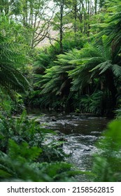 A Vertical Shot Of A Tropical Beach Forest, Victoria, Australia