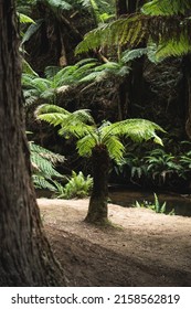 A Vertical Shot Of A Tropical Beach Forest, Victoria, Australia