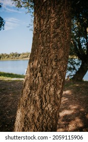 A vertical shot of a trunk of a tree in the forest near lake against a blurred background