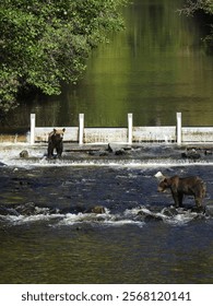 A vertical shot of two bears in a river.