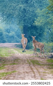 A vertical shot of two deers walking on the trail in the forest with green trees around