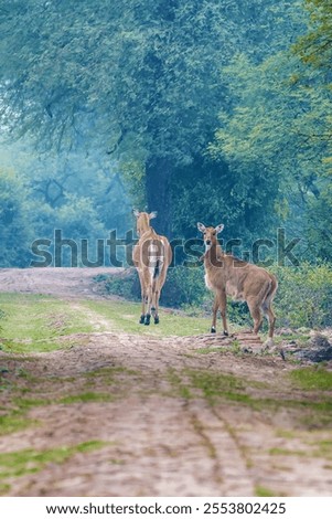 A vertical shot of two deers walking on the trail in the forest with green trees around