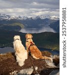 A vertical shot of two golden retriever dogs sitting at a mountaintop, looking at the wonderful landscapes in Norway