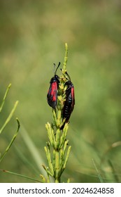 A Vertical Shot Of Two Red And Black Butterflies Climbing A Tall Green Plant In A Sunny Field