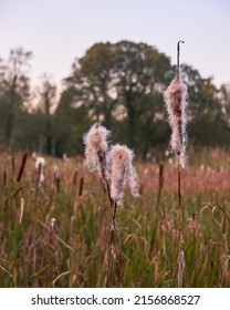 A vertical shot of Typha latifolia growing in the wild field in spring looking beautiful