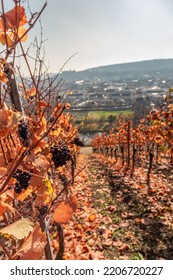 A Vertical Shot Of A Vineyard With Wine Leaves And Grapes During Autumn In Wurzburg, Germany