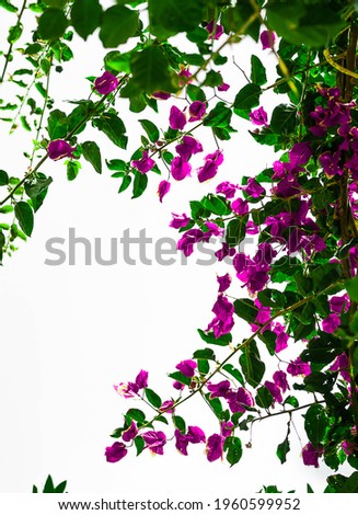 A vertical shot of violet clipart bougainvillea flowers on a white sky background