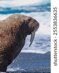 A vertical shot of a walrus (Odobenus rosmarus) on the shore