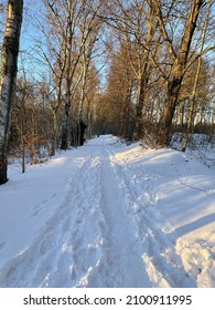 A Vertical Shot Of A Way In  Bornholm Forest With Tall Trees In Snowy Winter