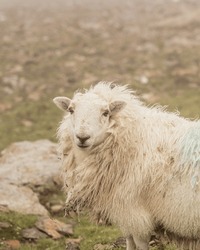 A Vertical Shot Of A Welsh Mountain Sheep In The Wilderness