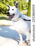 A vertical shot of a White Swiss Shepherd mixed with English pointer standing with a leash on