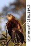 A vertical shot of a white-browed coucal sitting on a branch on an isolated background