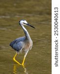 A vertical shot of a white-faced heron (Egretta novaehollandiae) in a pond