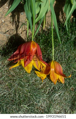 Similar – Image, Stock Photo I wither Plant Summer