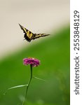 A vertical shot of a yellow Glaucus sailboat (Papilio glaucus) butterfly in a garden