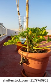 Vertical Shot Of A Zucchini Plant Planted In A Plastic Pot With A Water Bottle Turned Upside Down For Drip Irrigation.