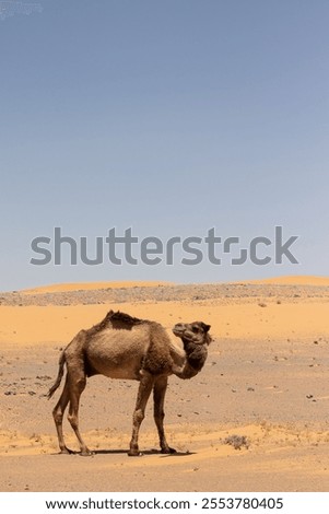 A vertical side view  of a camel in the desert with a blue sky in the background