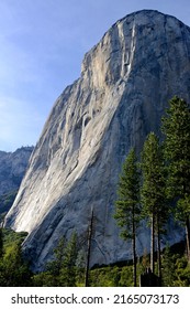 Vertical Slope Of El Capitan, Yosemite National Park.  Pine Trees At The Base.  