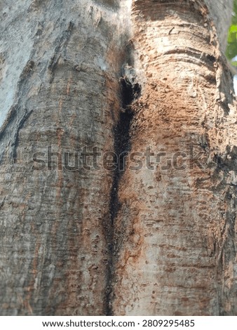 Vertical split in a tree trunk showing dark sap inside and fine cobwebs on rough bark