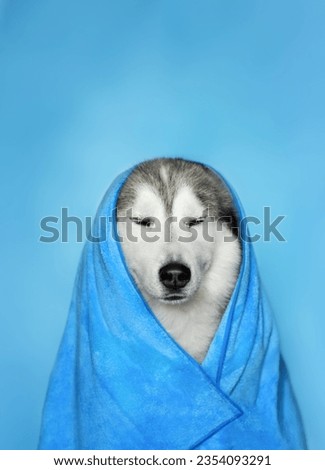 Vertical studio photo of calm groomed grey white siberian husky with closed eyes wrapped in towel on blue background
