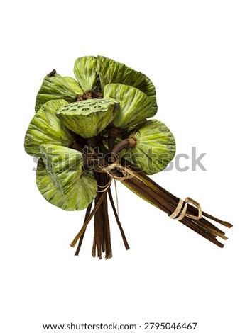Vertical studio shot of a standing bundle of green lotus seed pods tied together, isolated on white. Detailed view of stems and textures perfect for graphic assets, botany, and Asian food design.