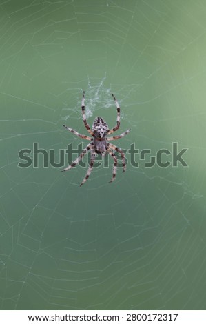 ​Minimalist vertical summer background featuring an angular orbweaver spider, Araneus angulatus or Araneus circe species complex, sitting on its web with a green blurred backdrop and copy space.