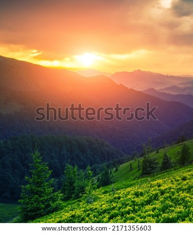 vertical summer landscape, awesome sunset scenery, Ukraine, Carpathian mountains, Europe