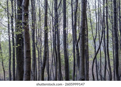 Vertical Symphony: Slender Tree Trunks Rising Through Misty Spring Canopy – Nature's Living Cathedral
