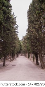 Vertical Take From The Wooded Passage Of The Montjuïc Cemetery