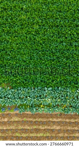 Vertical top down capture displaying clearly separated agricultural zones featuring highly dense green vegetation on top and meticulously plowed brown earth below
