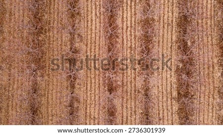 Vertical top down drone view of an orchard highlighting the perfect alignment of dormant trees and the contrasting colors of the tilled soil in winter